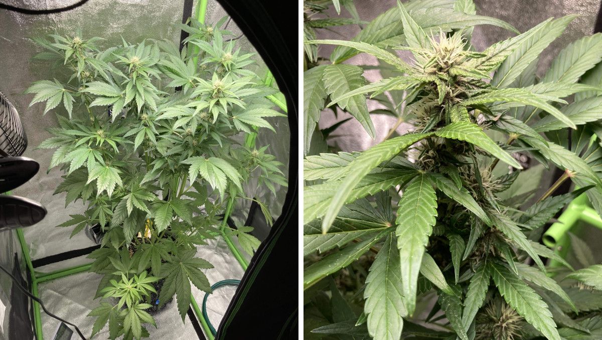 Auto Blackberry Kush cannabis strain: early flower | weeks 6-7 | a medium-tall autoflower in a grow tent and its forming flowers