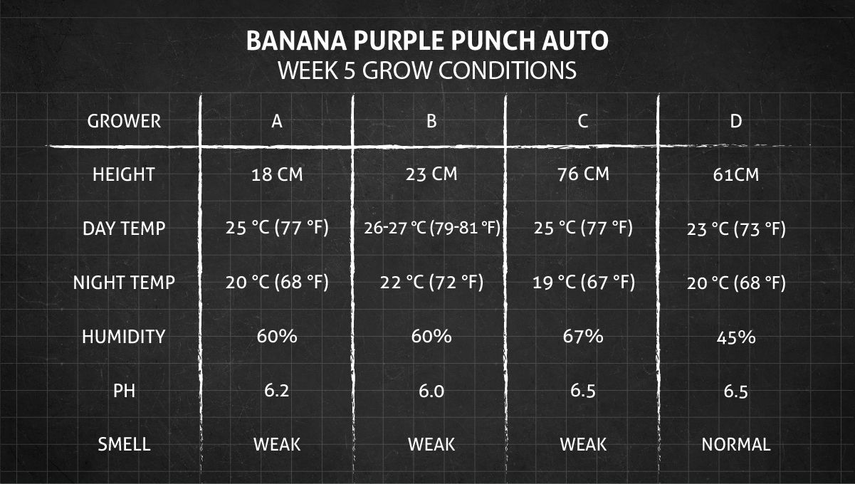 Banana Purple Punch Auto भांग स्ट्रेन: सप्ताह 5 ग्रो कंडीशन्स