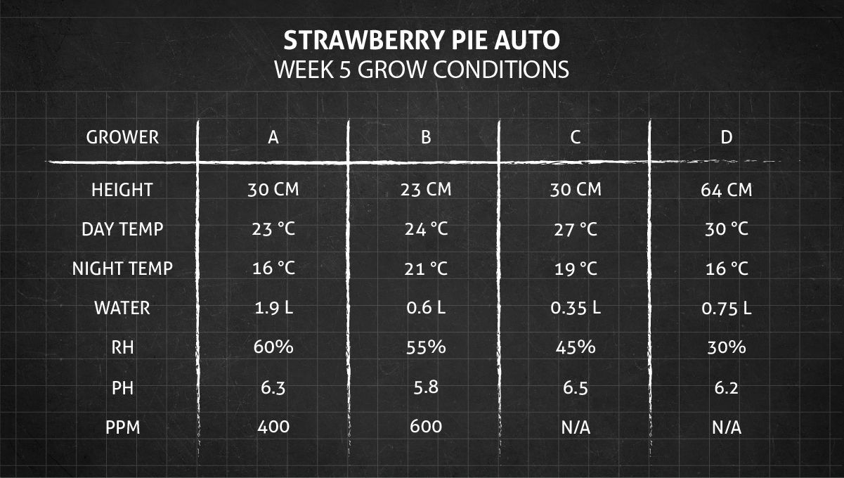 Strawberry Pie Auto Plants Seed Week-by-Week Guide: Week 5 grow conditions