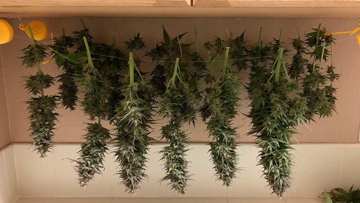 Orange sherbet auto week-by-week guide: drying cannabis