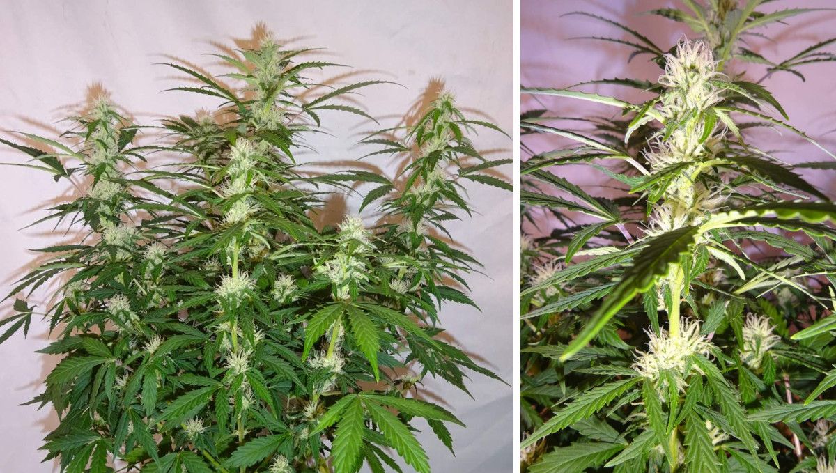 Frosted Guava Auto cannabis strain: early flower | weeks 6-7 | a multi-branch indoor autoflower and a closeup of a branch with the first flowers developing