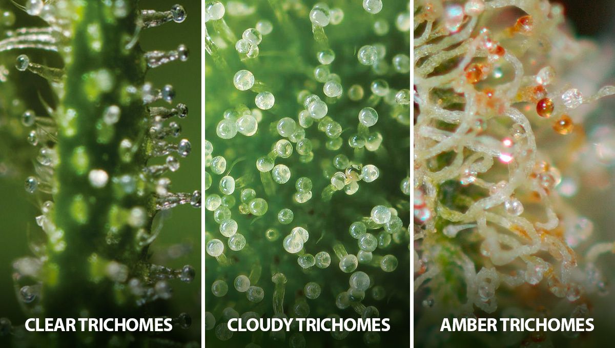 Best Ways To Boost Trichome Production: trichome stages