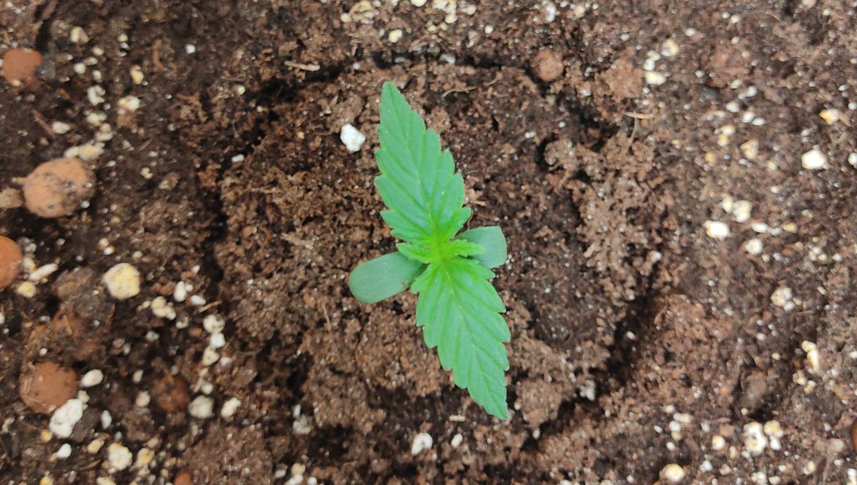Pineapple Express Auto cannabis-variant: spiring og frøplantefase | uke 1 | en ukegammel spire i jord