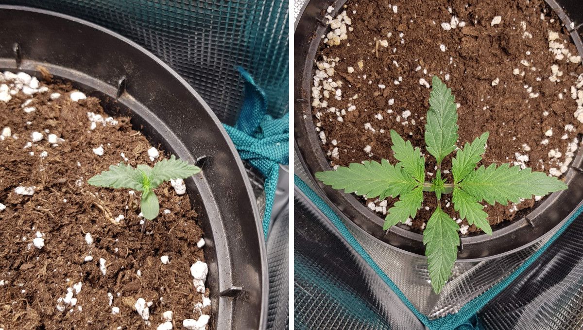 Bubba Kush Auto cannabis strain: germination and seedling stage | week 1-2