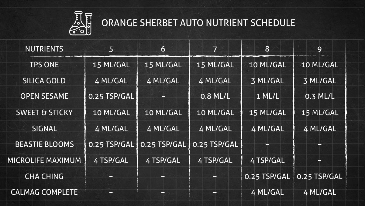 Orange Sherbet Auto Cannabis Strain Week-by-Week Guide: Organic feeding schedule