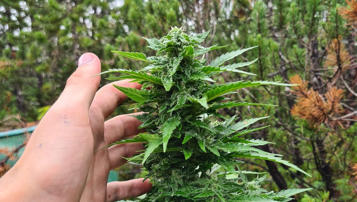 The Best Temperature To Grow Plants: A grower's hand as he touches the mature but of a plant growing in a wood clearing