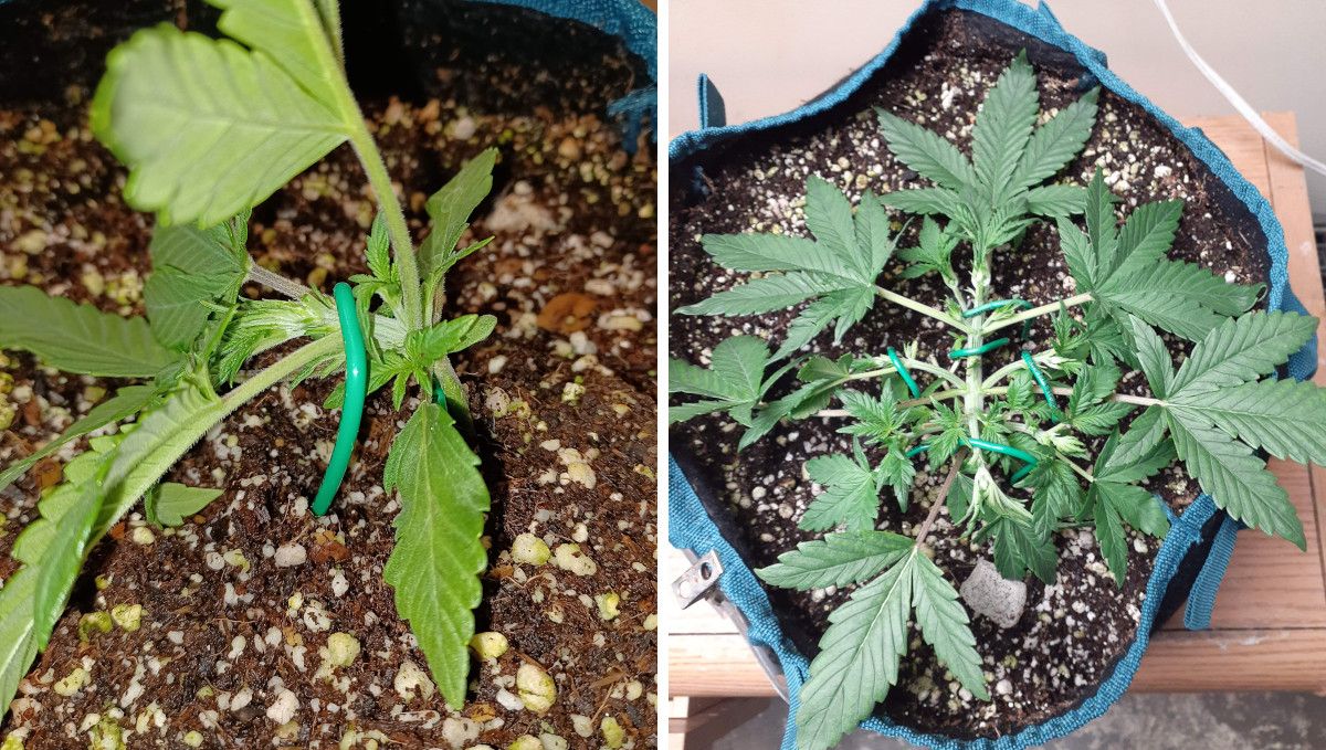 Tropicana Cookies Auto 대마 스트레인: 중기 생장기 | 3-4주차 | 강한 트레이닝을 받은 젊은 대마