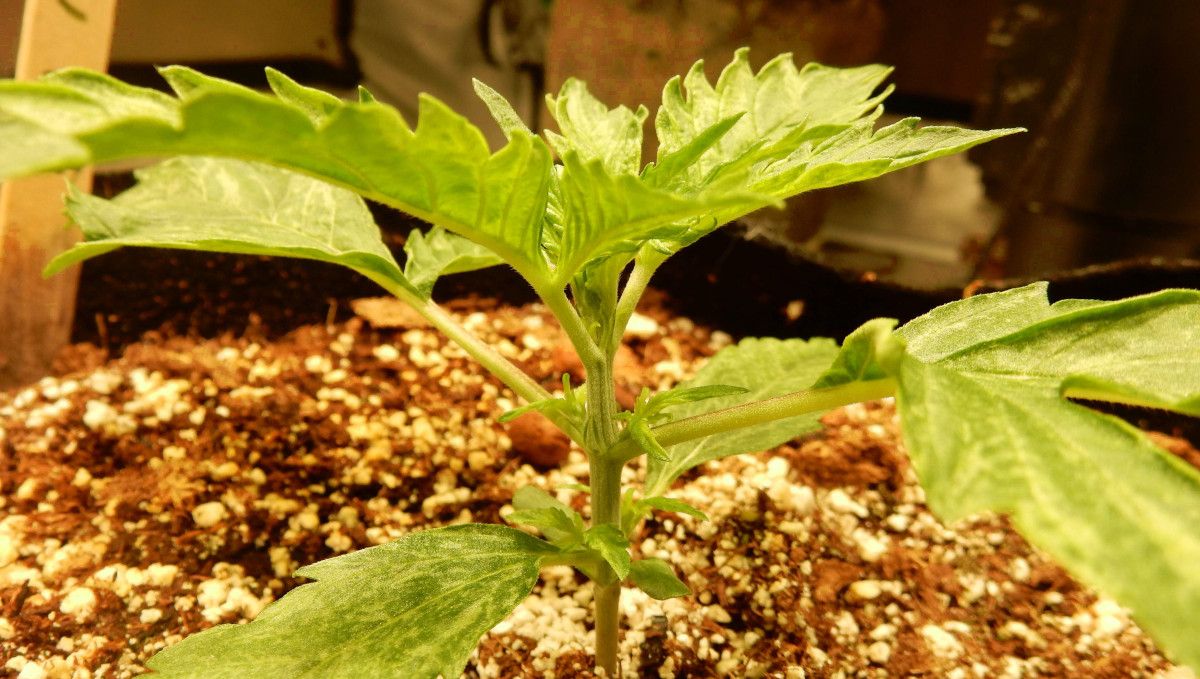 Cream Cookies Auto cannabis strain: early veg | week 2 | a closeup of side branches on a young marijuana plant 