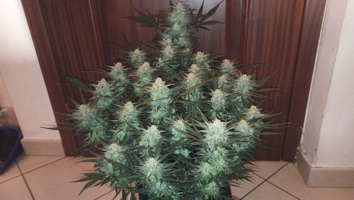 Forbidden Runtz Auto Cannabis Strain Week-by-Week Guide: An interior shot of a very big mature autoflower with many fat colas
