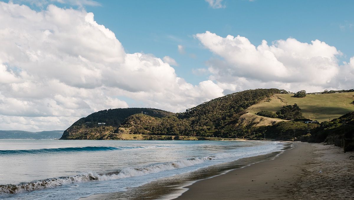 Plants in New Zealand: Plants Legal Status Guide: A view of a shoreline
