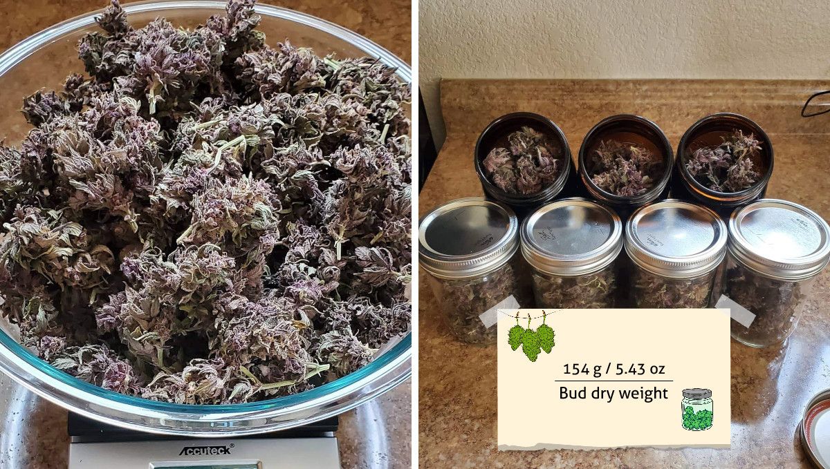 Blackberry Auto cannabis strain: yield | purple buds in a bowl and in glass jars
