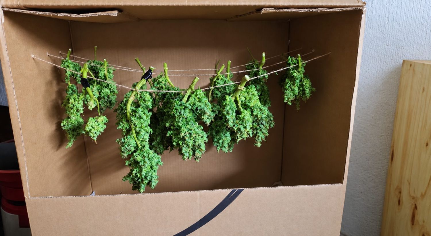 Harvest Your Autoflowering Cannabis: drying