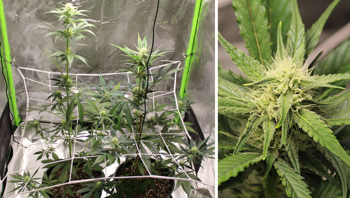 Forbidden Runtz Auto Plants Seed Week-by-Week Guide: Two flowering plants plant in an indoor tent with a trellise net installed and a closeup of a frosty bud in mid flower