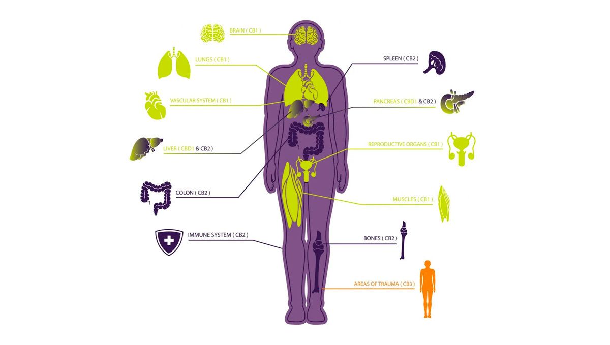 What is the difference between thc and cbd: how they interact with the endocannabinoid system