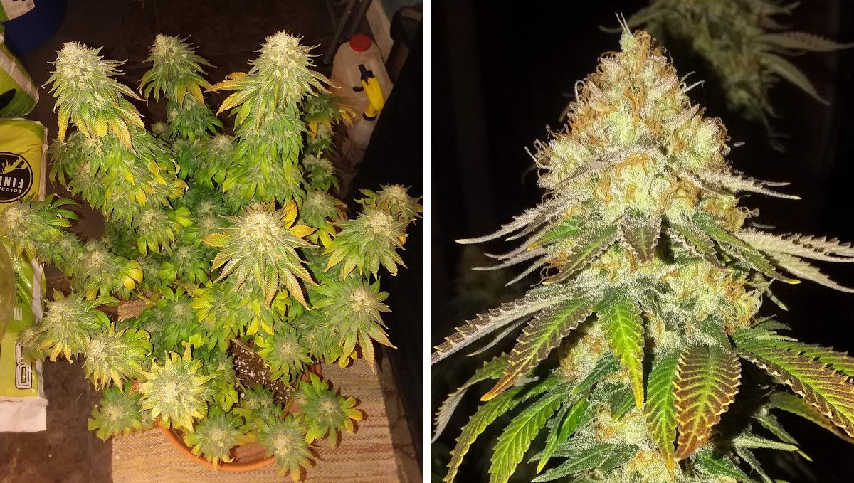 Pineapple Chunk 대마 품종 주차별 가이드: 수확 직전 다수 가지, 크리스탈로 뒤덮인 탑버드