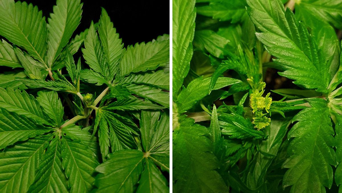 Tropicana Cookies FF cannabis strain: mid veg | weeks 3-6 | a plant's top right after FIMing and one day later