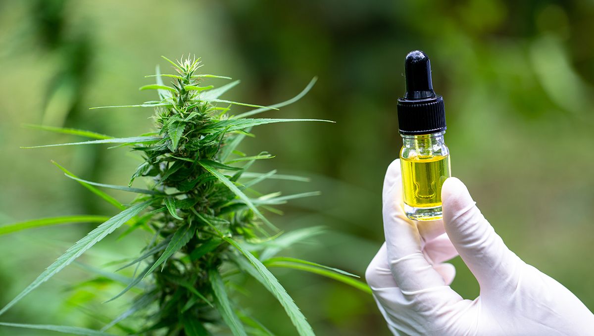 South Carolina: Plants Legal Status Guide: A vial of Extract oil next to a plants plant top
