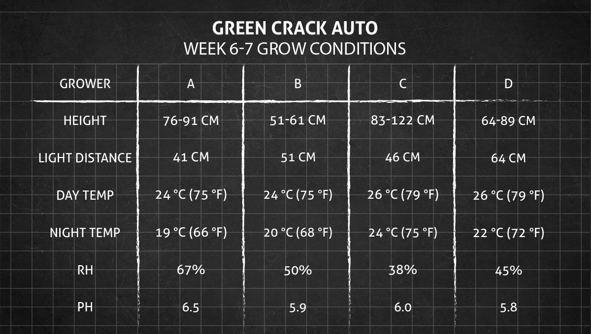 Green Crack Auto cannabis: weeks 6-7 grow conditions