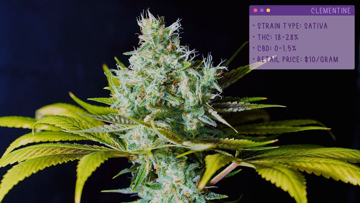 22 Beste Weed Sorten zum Probieren 2022: Clementine