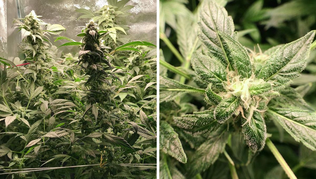 Vanilla Kush cannabis strain: mid flower (bulk phase) | week 14