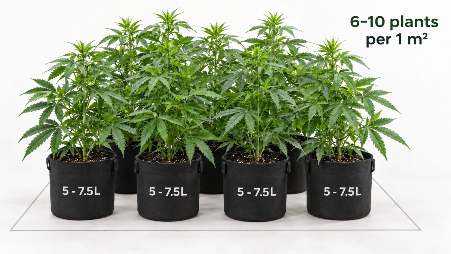 How much do autoflowers yield: sea of green