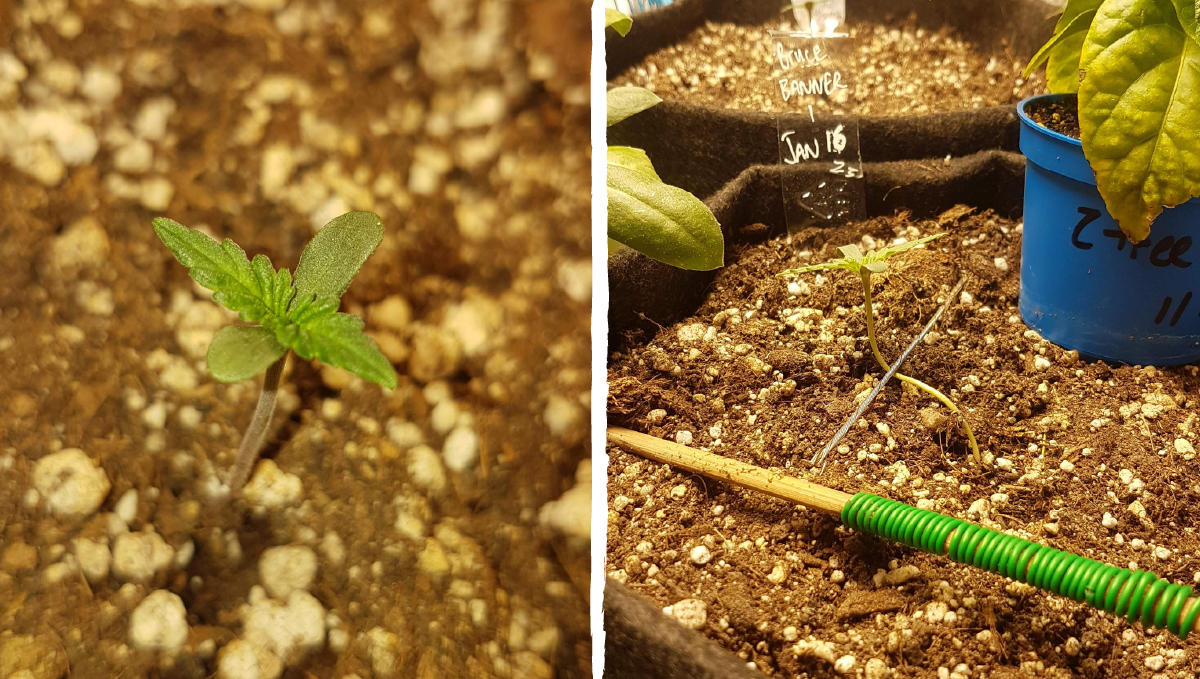 Bruce banner auto cannabis strain: germination and seedling stage | week 1