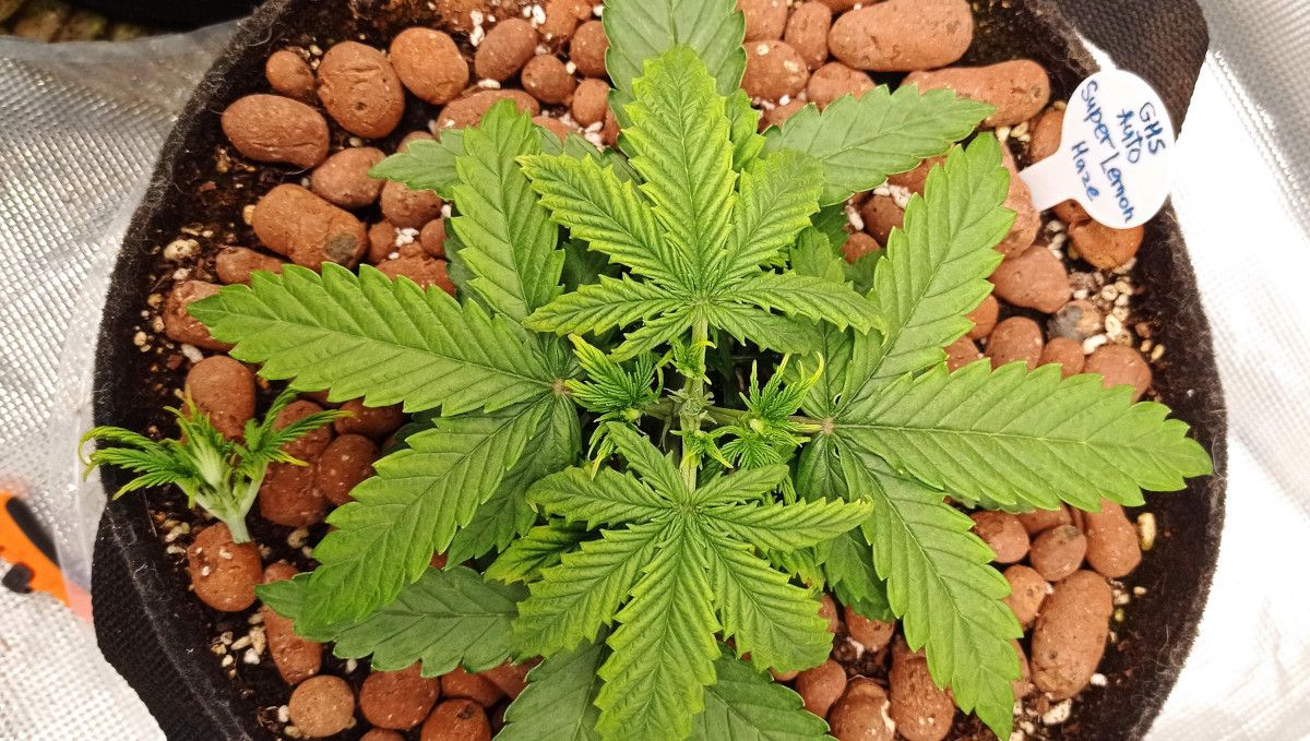 Super Lemon Haze Auto cannabis strain: mid veg | weeks 3-4 | the top of an autoflower removed and lying next to it on the clay-pebbles medium