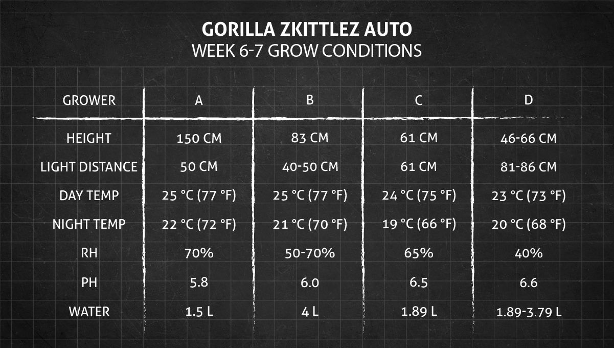 Gorilla Z Auto cannabis strain: weeks 6-7 grow conditions