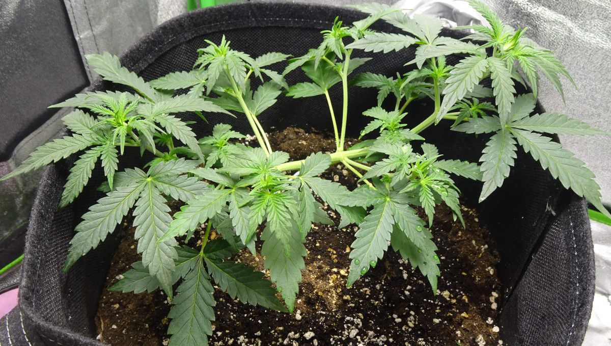 Amnesia Z Auto cannabis strain: mid veg | weeks 3-4 | a vegging autoflower with the main stem tied down