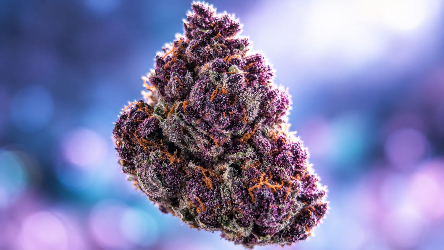 How do i turn my buds purple: difference between green and purple buds