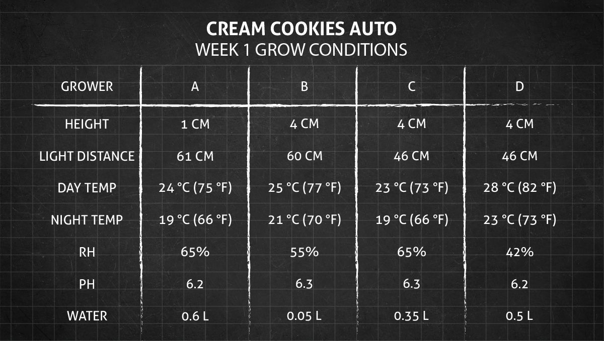 Cream Cookies Auto cannabis strain: week 1 grow conditions