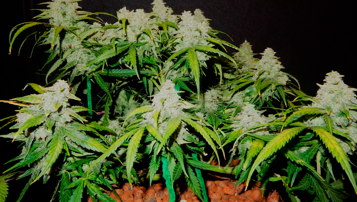 10 Best Strains for Female Arousal in 2022: Green Crack