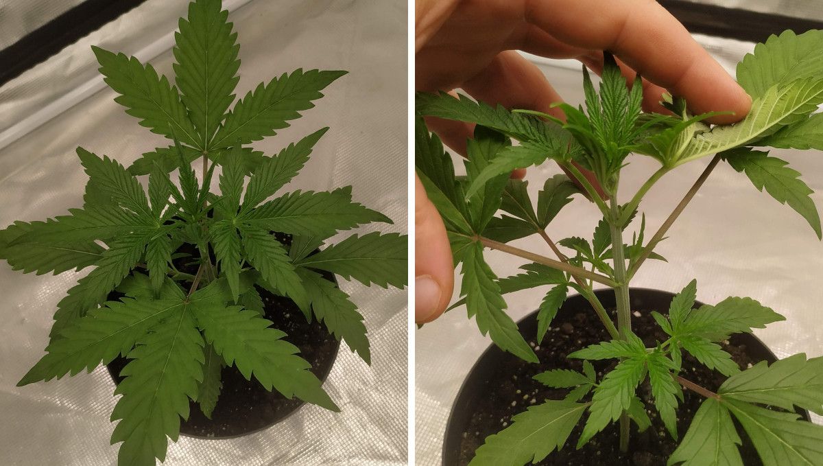 Strawberry Gorilla Auto Cannabissorte: mittlere Vegetationsphase | Woche 3-4 | Neue Bl&auml;tter und Seiten&auml;ste in der 3. Woche