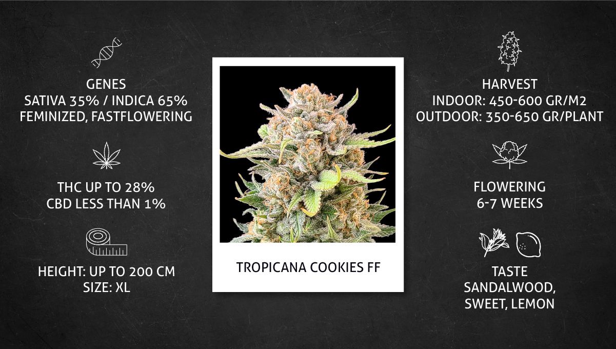 Tropicana Cookies FF cannabis strain: specs sheet