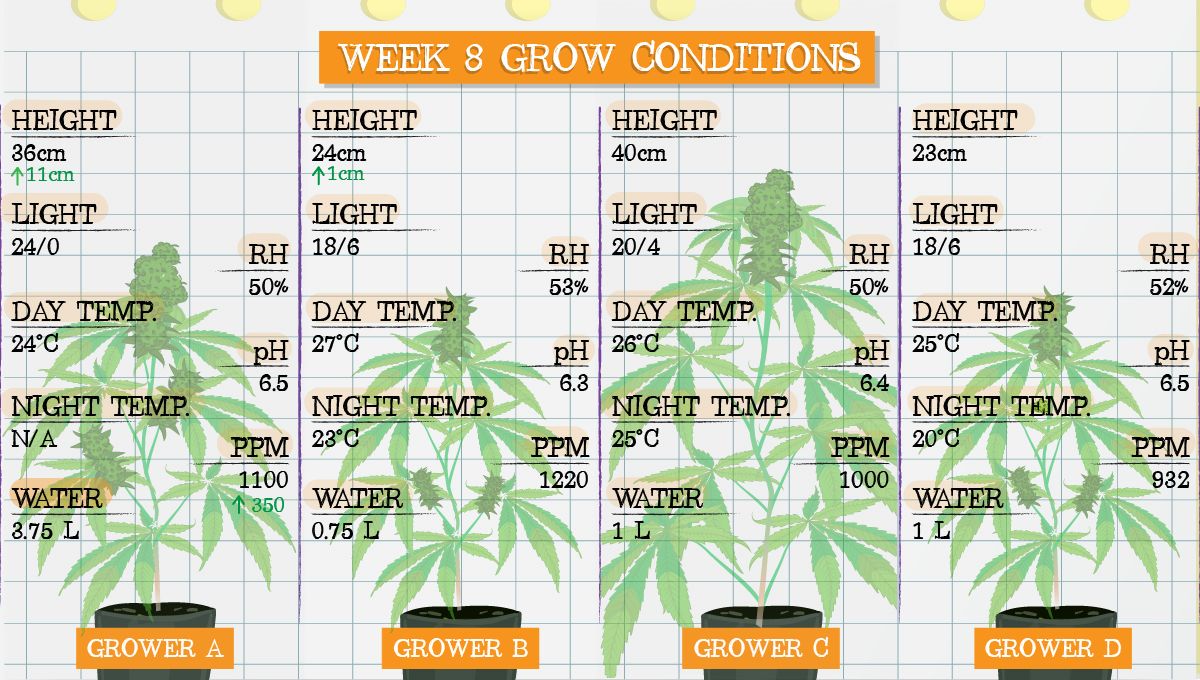 Gelato Auto Plants Seed Week-by-Week Guide: Grow conditions in week 8