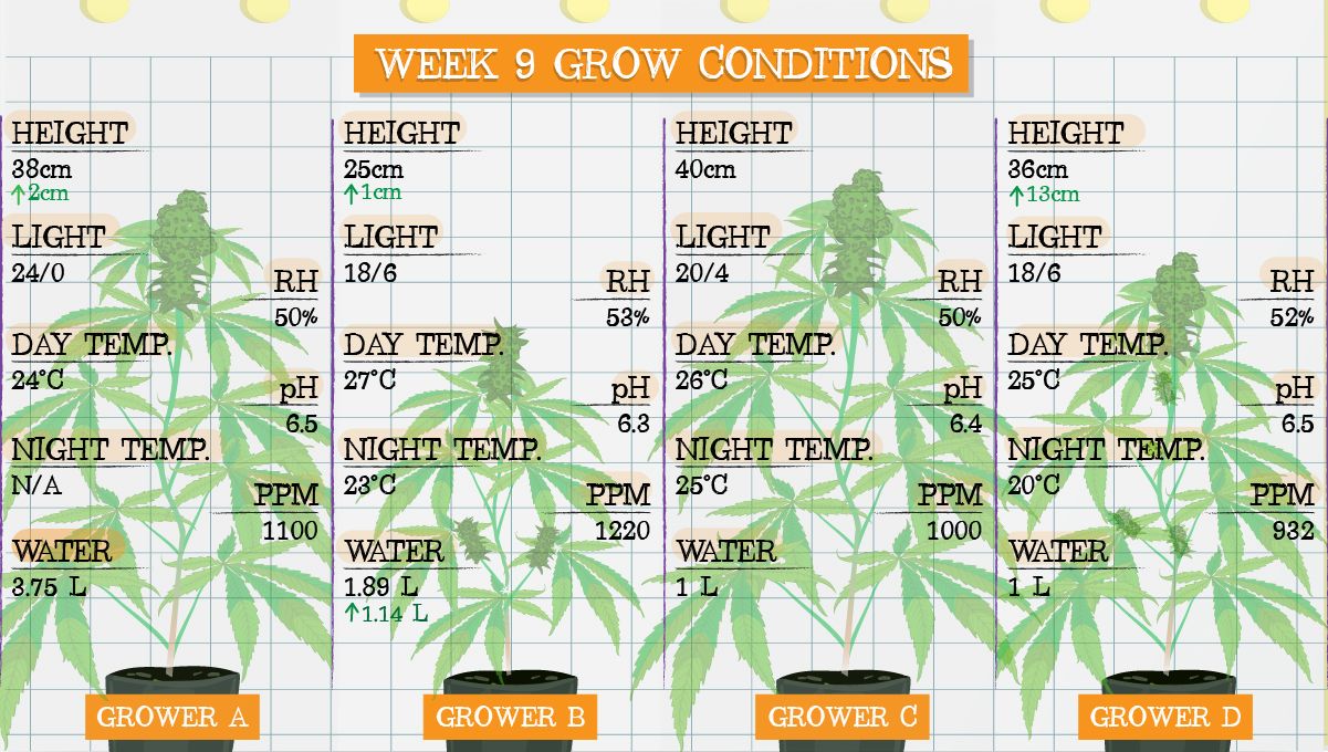 Gelato Auto Plants Seed Week-by-Week Guide: Grow conditions in week 9