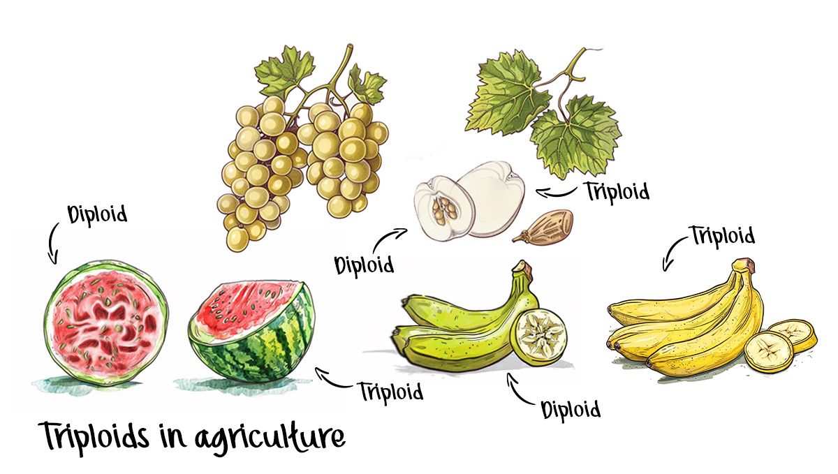 Das Potenzial der triploiden Genetik zur Revolutionierung der Plantsindustrie: Die Vorteile gegenüber Diploiden: Wassermelonen, Trauben, Äpfel, Bananen – Triploide sind in der Landwirtschaft weit verbreitet