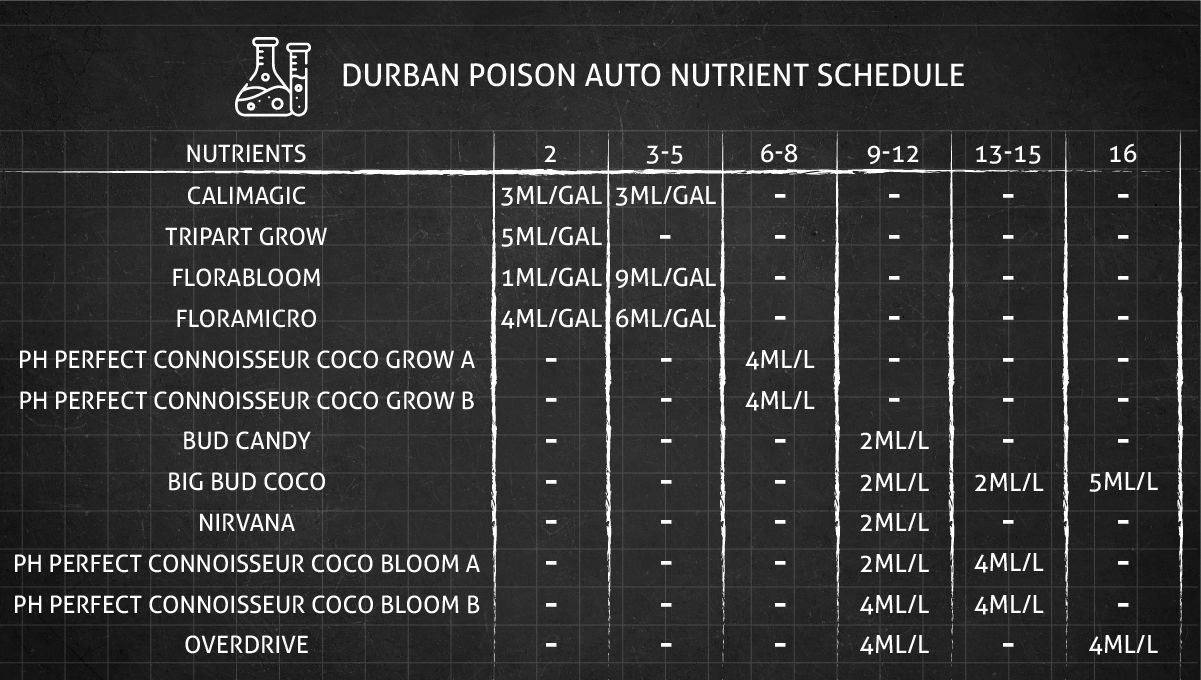Durban Poison plants seed: feeding chart for the vegetative and flowering stages