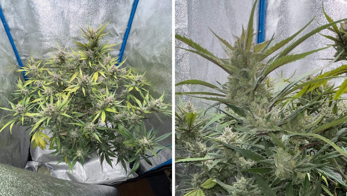 Banana Purple Punch Auto भांग स्ट्रेन: मिड फ्लावर (थोक फेज) | सप्ताह 7-8 | हार्वेस्ट के निकट इनडोर पौधा