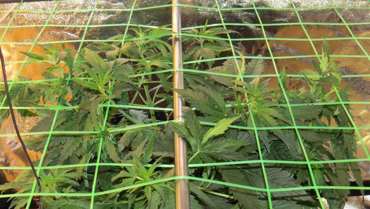 Mexican Airlines Auto cannabis strain: mid veg | weeks 3-4 | a vegging plant placed under a ScrOG net