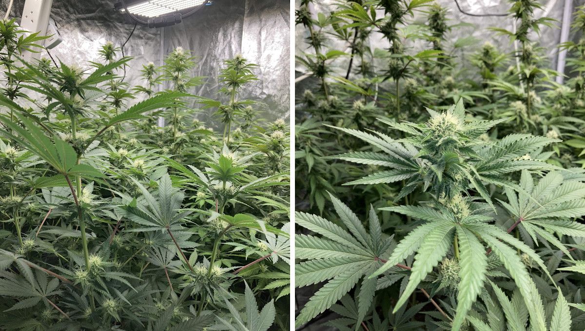 Liberty Haze Cannabis Strain Week-by-Week Guide: A side view of indoor cannabis 3 and 4 weeks into flowering