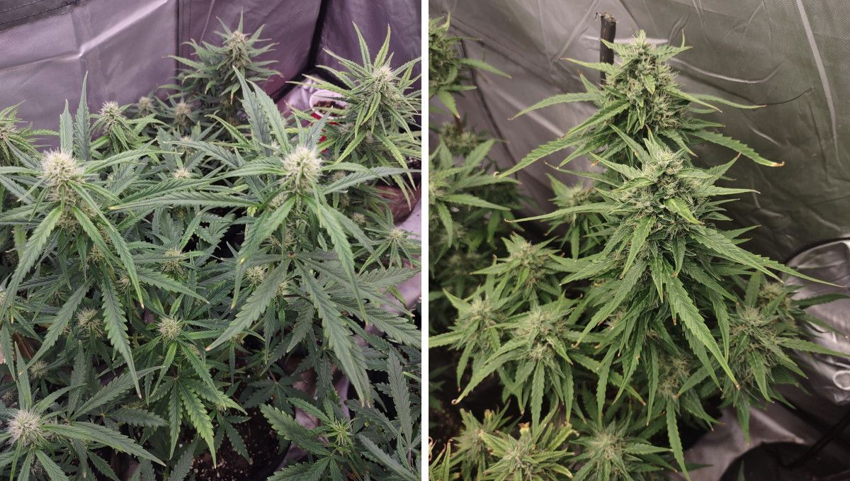 Frosted Guava Auto cannabis strain: early flower | weeks 6-7 | a progress of an autoflower in a grow tent as it's bud develop and start to mature