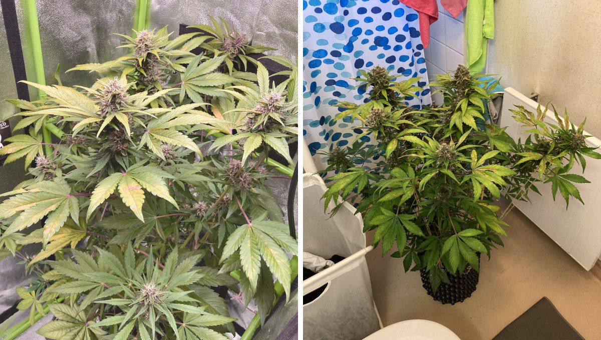 Auto Blackberry Kush cannabis strain: mid flower (bulk phase) | weeks 8-9 | two shots of an indoor autoflower as it bulks up and matures