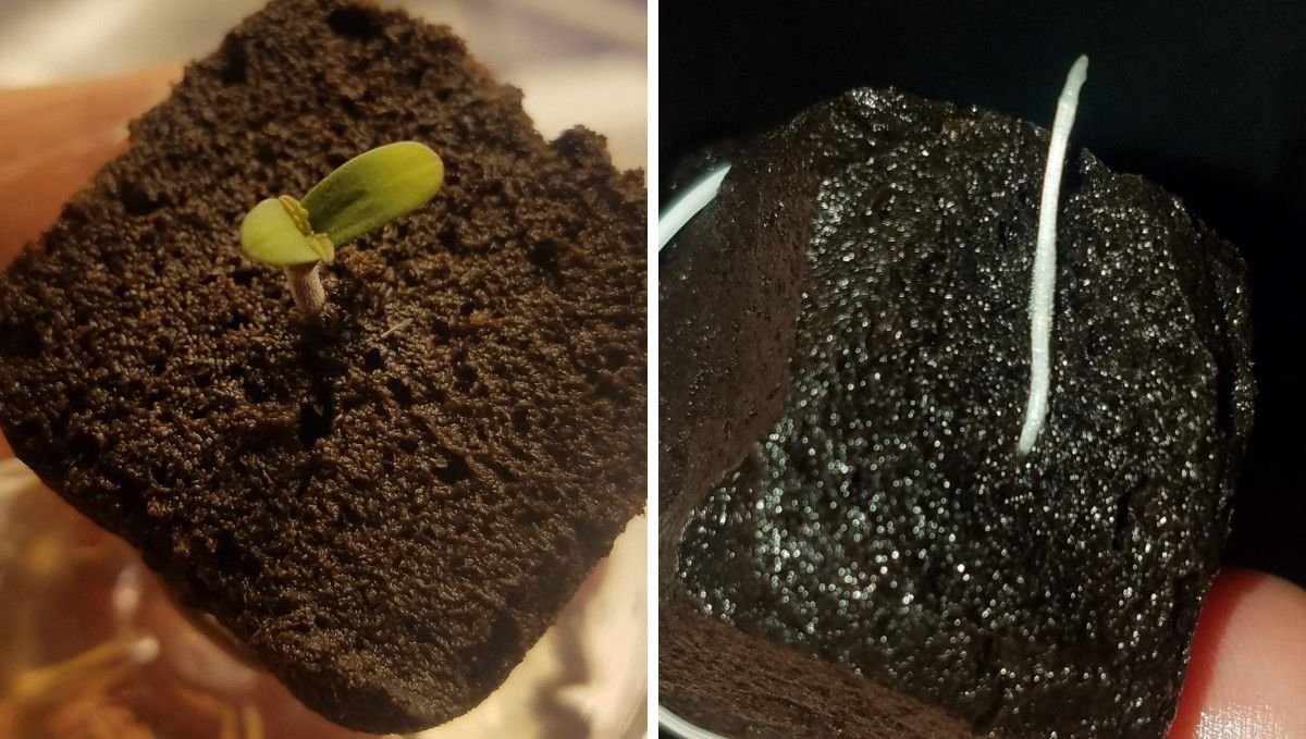 Pineapple Express Auto cannabis-variant: spiring og frøplantefase | uke 1 | en liten spire og roten synlig fra en jiffy-plugg