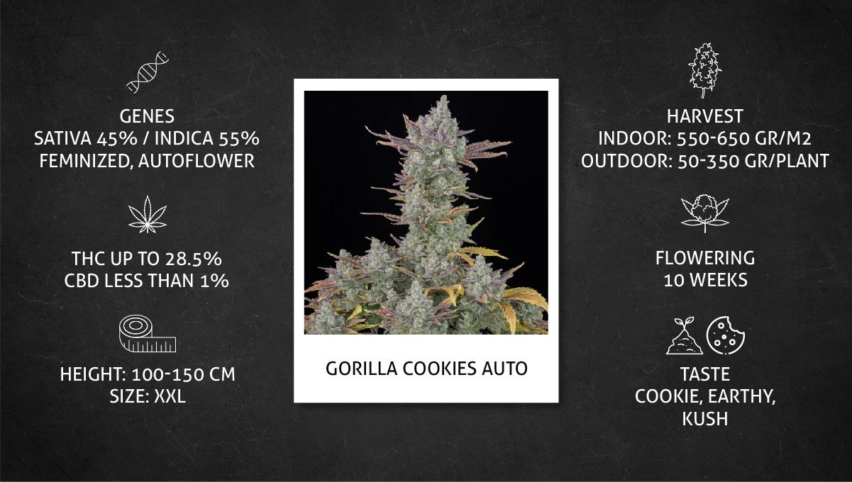 Gorilla Cookies Auto cannabis strain specs sheet