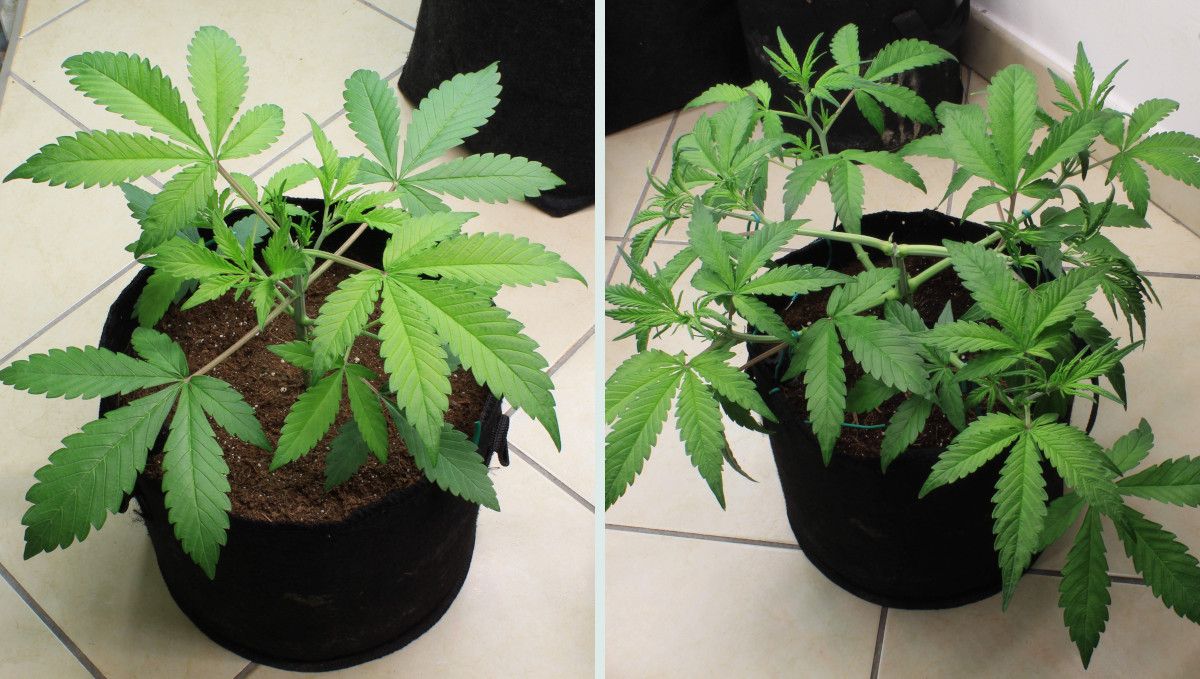 Tropicana Cookies Auto 대마 스트레인: 중기 생장기 | 3-4주차 | 톱핑과 LST를 겸한 오토플라워