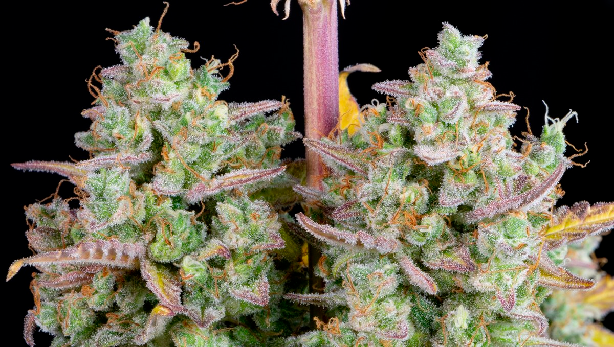 10 Best Strains for Female Arousal in 2022: Wedding Cake