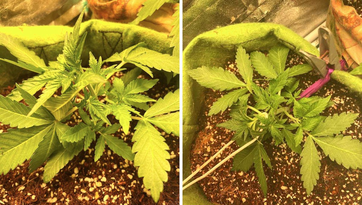 Gorilla Punch Auto 大麻品种：初期营养生长期 | 第2周 | 一株室内低压训练并压低的小苗