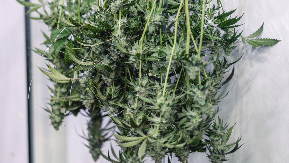 How to dry plants buds: Light control