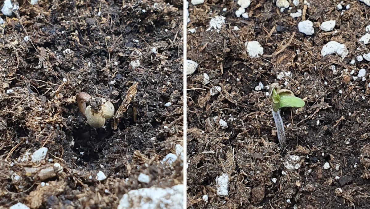 Wedding Cheesecake FF cannabis strain: germination and seedling stage | week 1 | the process of sprouting and shedding the outer shell